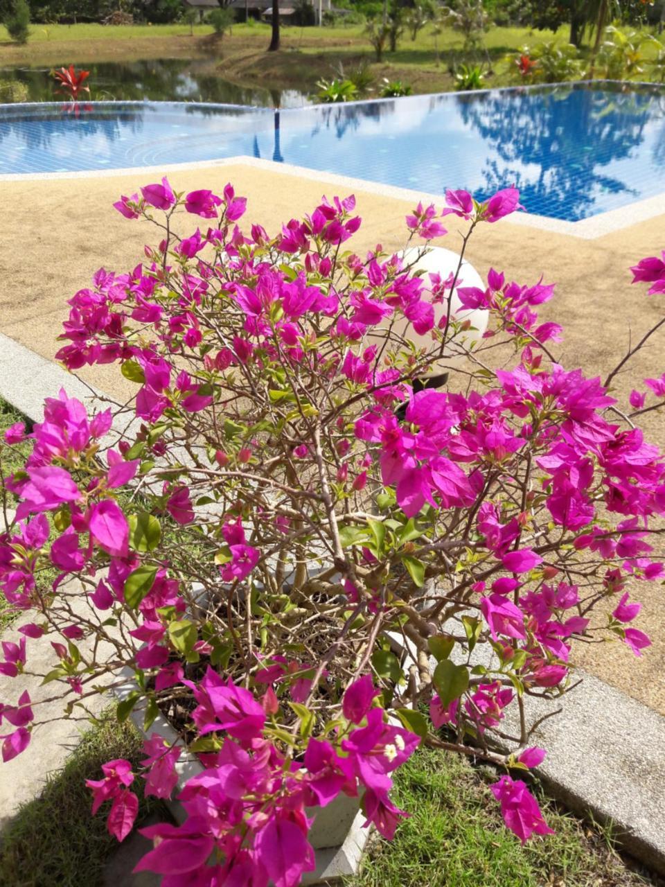 Raintree Bangsak Villa Khao Lak Eksteriør billede